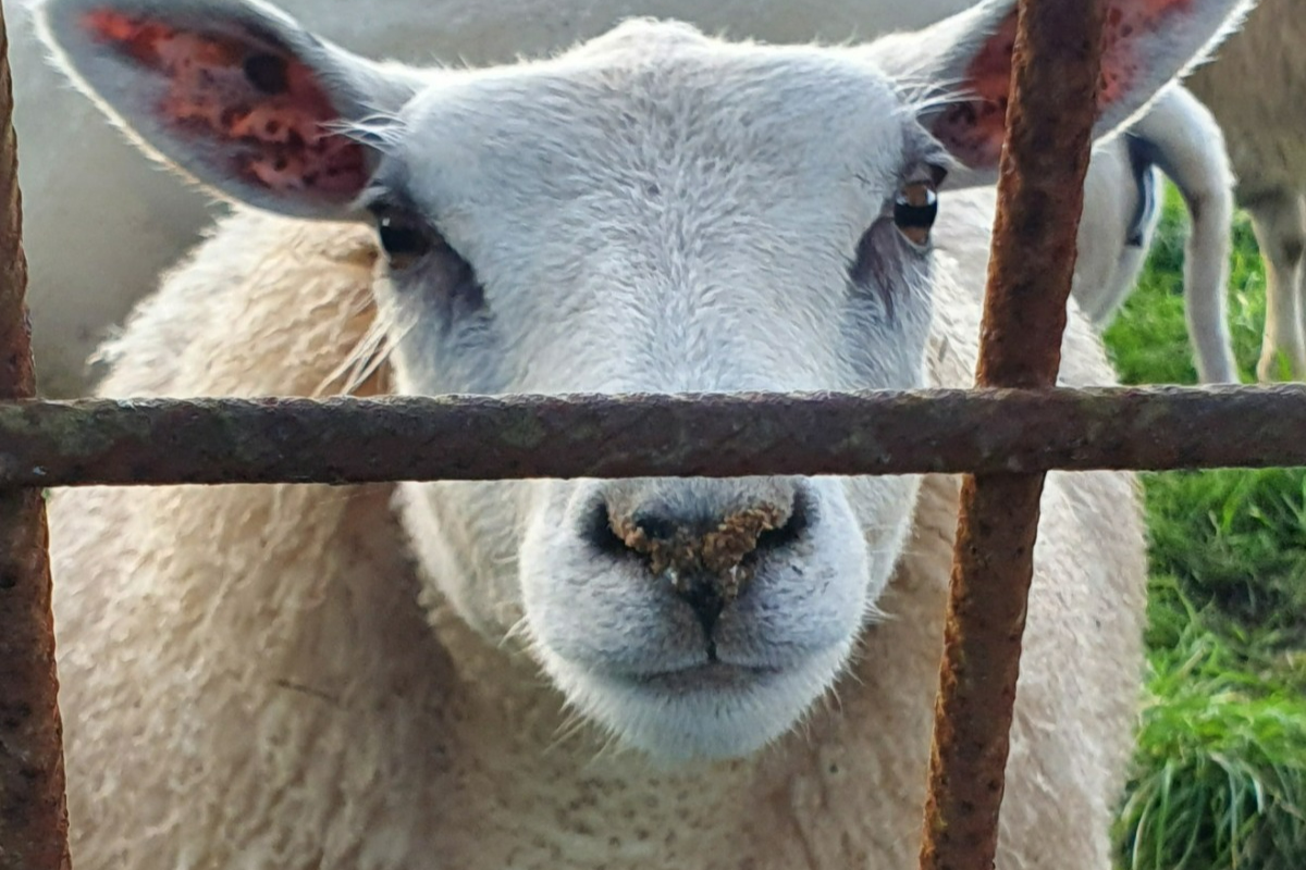 schapenvachtvilten